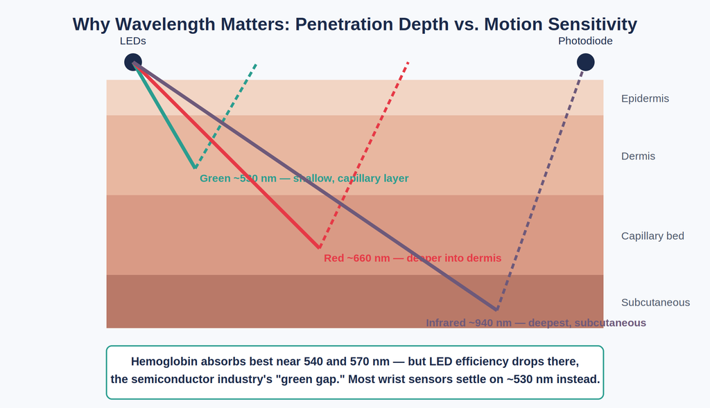 Cross-section of skin layers showing green, red, and infrared LED light penetrating to different depths, with green light staying shallow in the capillary bed and infrared reaching the subcutaneous layer